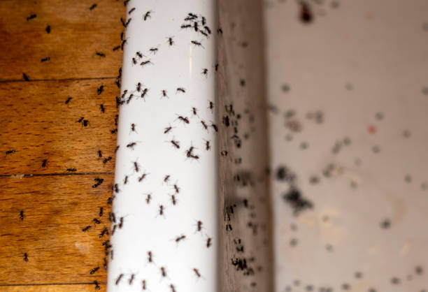 Best Best Pest Control Companies  in Highlandville, MO
