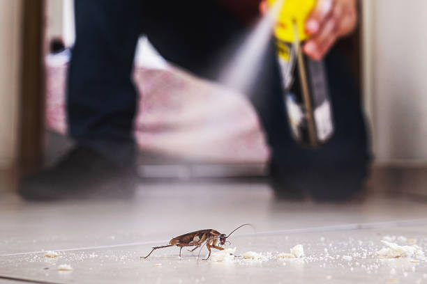 Best Mosquito Control Services  in Highlandville, MO
