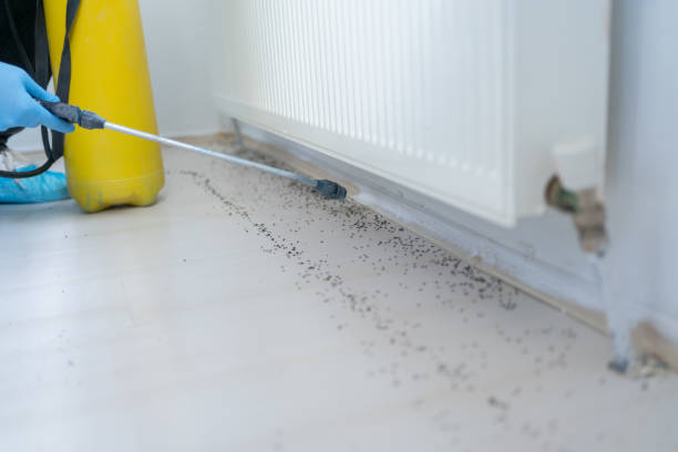 Best Flea Control Services  in Highlandville, MO
